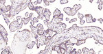 MMP3 Recombinant Rabbit Monoclonal Antibody (8B6)