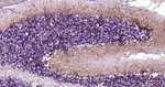 alpha Internexin Recombinant Rabbit Monoclonal Antibody (1C7)