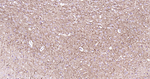 alpha Internexin Antibody in Immunohistochemistry (Paraffin) (IHC (P))