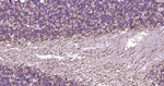 alpha Internexin Antibody in Immunohistochemistry (Paraffin) (IHC (P))