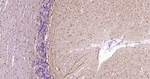 alpha Internexin Antibody in Immunohistochemistry (Paraffin) (IHC (P))