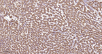 SDHB Antibody in Immunohistochemistry (Paraffin) (IHC (P))