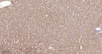 SDHB Antibody in Immunohistochemistry (Paraffin) (IHC (P))