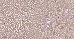 SDHB Antibody in Immunohistochemistry (Paraffin) (IHC (P))