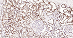 SDHB Antibody in Immunohistochemistry (Paraffin) (IHC (P))