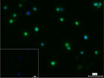 HDAC9 Recombinant Rabbit Monoclonal Antibody (6A4)