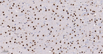 HDAC9 Antibody in Immunohistochemistry (Paraffin) (IHC (P))