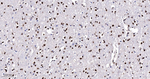HDAC9 Antibody in Immunohistochemistry (Paraffin) (IHC (P))