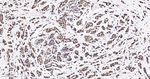 HDAC9 Antibody in Immunohistochemistry (Paraffin) (IHC (P))