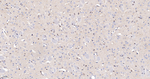 Citrate Synthase Antibody in Immunohistochemistry (Paraffin) (IHC (P))