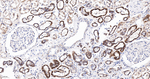 Citrate Synthase Antibody in Immunohistochemistry (Paraffin) (IHC (P))