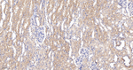 Citrate Synthase Antibody in Immunohistochemistry (Paraffin) (IHC (P))