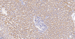 Citrate Synthase Antibody in Immunohistochemistry (Paraffin) (IHC (P))