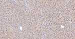 Citrate Synthase Antibody in Immunohistochemistry (Paraffin) (IHC (P))