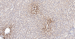 Citrate Synthase Antibody in Immunohistochemistry (Paraffin) (IHC (P))