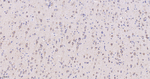 Citrate Synthase Antibody in Immunohistochemistry (Paraffin) (IHC (P))