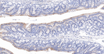 Citrate Synthase Antibody in Immunohistochemistry (Paraffin) (IHC (P))