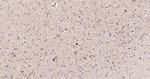 Citrate Synthase Antibody in Immunohistochemistry (Paraffin) (IHC (P))