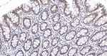 Citrate Synthase Antibody in Immunohistochemistry (Paraffin) (IHC (P))