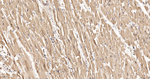 Citrate Synthase Antibody in Immunohistochemistry (Paraffin) (IHC (P))