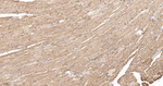 Citrate Synthase Antibody in Immunohistochemistry (Paraffin) (IHC (P))