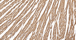 Citrate Synthase Antibody in Immunohistochemistry (Paraffin) (IHC (P))