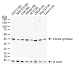 Citrate Synthase Antibody in Western Blot (WB)