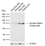 Nuclear Matrix Protein p84 Antibody in Western Blot (WB)