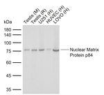 Nuclear Matrix Protein p84 Recombinant Rabbit Monoclonal Antibody (6C1)