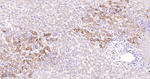 IL13RA1 Antibody in Immunohistochemistry (Paraffin) (IHC (P))