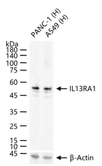 IL13RA1 Antibody in Western Blot (WB)