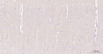 GABBR2 Antibody in Immunohistochemistry (Paraffin) (IHC (P))