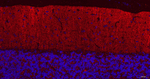 GABBR2 Antibody in Immunohistochemistry (Paraffin) (IHC (P))