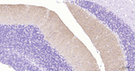 GABBR2 Antibody in Immunohistochemistry (Paraffin) (IHC (P))