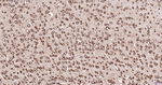 RPS19 Antibody in Immunohistochemistry (Paraffin) (IHC (P))