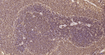 RPS19 Antibody in Immunohistochemistry (Paraffin) (IHC (P))