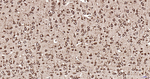 RPS19 Antibody in Immunohistochemistry (Paraffin) (IHC (P))