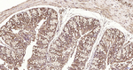 RPS19 Antibody in Immunohistochemistry (Paraffin) (IHC (P))