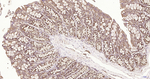 RPS19 Antibody in Immunohistochemistry (Paraffin) (IHC (P))