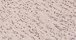 RPS19 Antibody in Immunohistochemistry (Paraffin) (IHC (P))
