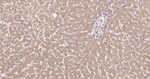 RPS19 Antibody in Immunohistochemistry (Paraffin) (IHC (P))