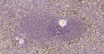 RPS19 Antibody in Immunohistochemistry (Paraffin) (IHC (P))