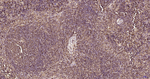 RPS19 Antibody in Immunohistochemistry (Paraffin) (IHC (P))