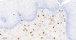 Mast Cell Chymase Antibody in Immunohistochemistry (Paraffin) (IHC (P))