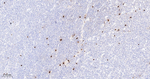 Mast Cell Chymase Antibody in Immunohistochemistry (Paraffin) (IHC (P))
