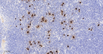 Mast Cell Chymase Antibody in Immunohistochemistry (Paraffin) (IHC (P))