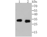 Mast Cell Chymase Antibody in Western Blot (WB)