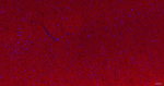 alpha Synuclein Antibody in Immunohistochemistry (Paraffin) (IHC (P))
