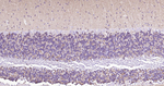 alpha Synuclein Antibody in Immunohistochemistry (Paraffin) (IHC (P))