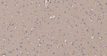 alpha Synuclein Antibody in Immunohistochemistry (Paraffin) (IHC (P))